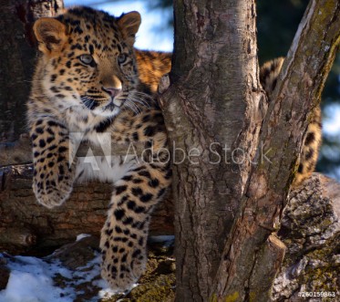 Picture of Amur leopard is a leopard subspecies native to the Primorye region of southeastern Russia and the Jilin Province of northeast China
